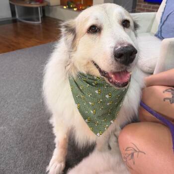 Absol -  Great Pyrenees Dog for Adoption in Tampa, Florida - Absol | PetCurious