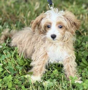 Dugan -  Maltese and Poodle Dog for Adoption in Malvern, Pennsylvania - Dugan | PetCurious