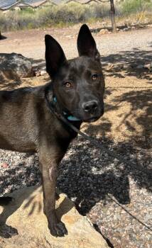Zev -  Belgian Shepherd Malinois Dog for Adoption in Cottonwood, Arizona - Zev | PetCurious