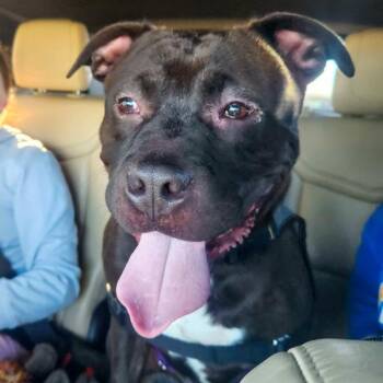 Pit Bull Terrier Dogs Available for Adoption - Rigatoni | PetCurious