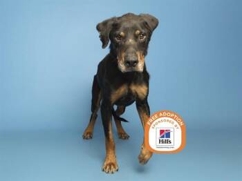 CANDY BAR -  Rottweiler and Mixed Breed Dog for Adoption in Phoenix, Arizona - CANDY BAR | PetCurious