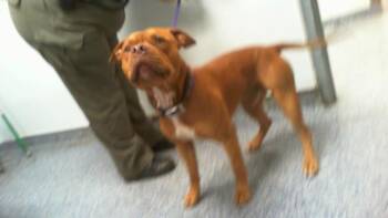A1266775 -  Pit Bull Terrier and Mixed Breed Dog for Adoption in Charlotte, North Carolina - A1266775 | PetCurious