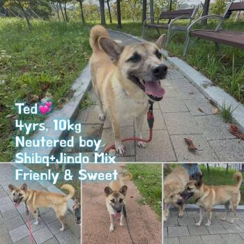 Ted -  Shiba Inu and Mixed Breed Dog for Adoption in Bend, Oregon - Ted | PetCurious