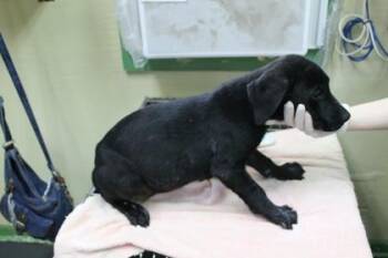 Labrador Retriever and Mixed Breed Dogs Available for Adoption in Picayune, Mississippi - Angus | PetCurious