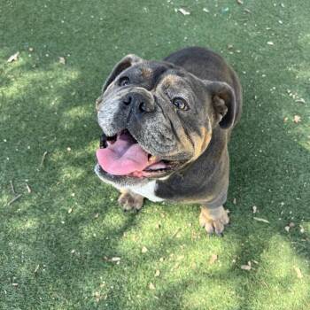 Traviesa -  English Bulldog Dog for Adoption in Ojai, California - Traviesa | PetCurious