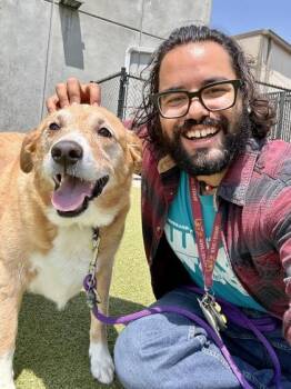 Brownie -  Mixed Breed Dog for Adoption in Wichita, Kansas - Brownie | PetCurious