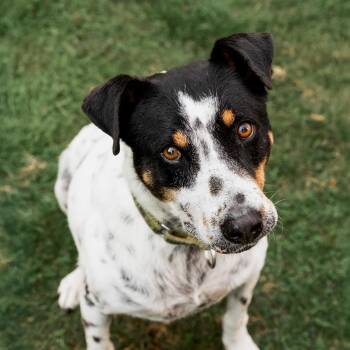 Kiko -  Mixed Breed Dog for Adoption in Mississauga, Ontario - Kiko | PetCurious