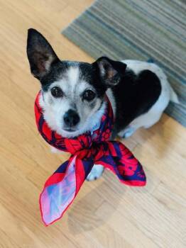 Lego -  Chihuahua Dog for Adoption in Calgary, Alberta - Lego | PetCurious