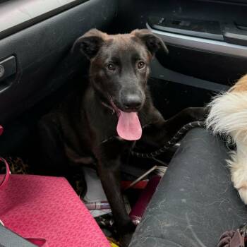 Labrador Retriever Dogs Available for Adoption - Chip | PetCurious