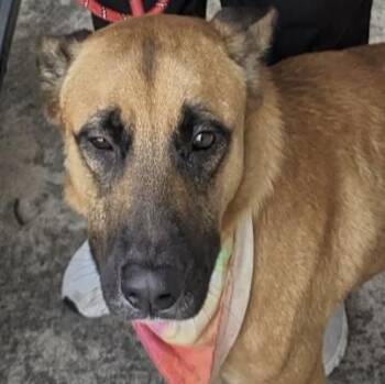 Rescue German Shepherd Dog Dogs for Adoption in Huntington, New York - Buddy | PetCurious