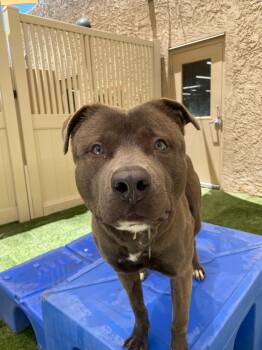 Rescue American Staffordshire Terrier Dogs for Adoption in Mesa, Arizona - Luna | PetCurious
