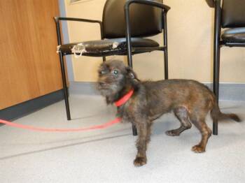 MEI -  Schnauzer Dog for Adoption in San Jose, California - MEI | PetCurious