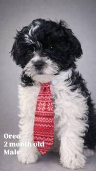 Shih Tzu and Bichon Frise Dogs Available for Adoption - Oreo McFurry | PetCurious