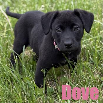 Hound and Shar Pei Dogs Available for Adoption in Ellicott City, Maryland - Dove | PetCurious