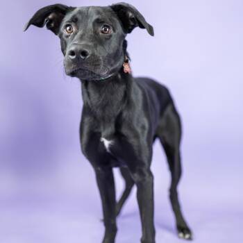 Lobster -  Black Labrador Retriever and Mixed Breed Dog for Adoption in Portland, Oregon - Lobster | PetCurious
