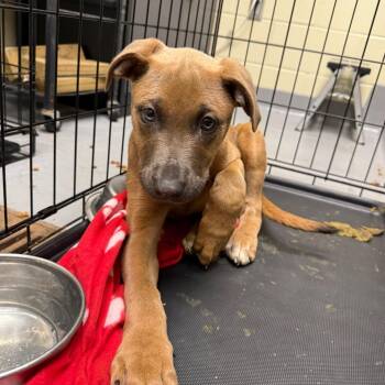 Mixed Breed Dogs Available for Adoption - Wonder | PetCurious
