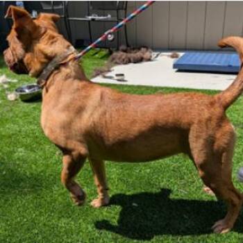 Sasha -  Terrier and Mixed Breed Dog for Adoption in Fairfax, Virginia - Sasha | PetCurious