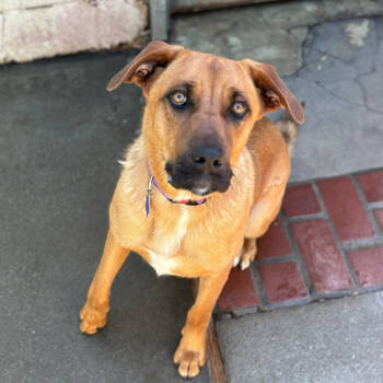 Rescue Great Dane and Mixed Breed Dogs for Adoption in San Francisco, California - Herbie | PetCurious