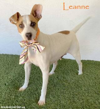 Leanne -  Jack Russell Terrier and Rat Terrier Dog for Adoption in San Diego, California - Leanne | PetCurious