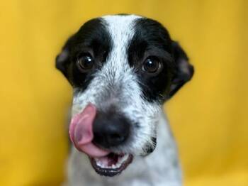 Wesson -  Terrier and Mixed Breed Dog for Adoption in Portland, Oregon - Wesson | PetCurious