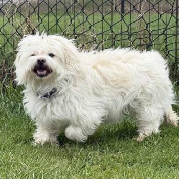 Mixed Breed Dogs Available for Adoption in East Montpelier, Vermont - Spruce | PetCurious