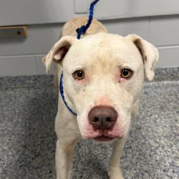 Doris -  Mixed Breed Dog for Adoption in Greenville, South Carolina - Doris | PetCurious