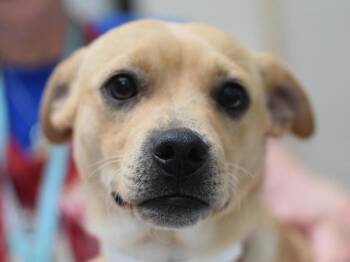 Benny -  Chihuahua and Pug Dog for Adoption in Portland, Oregon - Benny | PetCurious