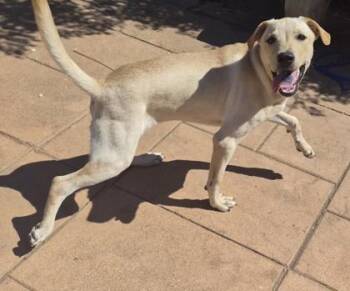 Dusty -  Labrador Retriever and Mixed Breed Dog for Adoption in Shreveport, Louisiana - Dusty | PetCurious