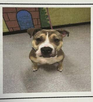 Eclipse / "Lunabelle" -  Pit Bull Terrier Dog for Adoption in Muskegon, Michigan - Eclipse / "Lunabelle" | PetCurious