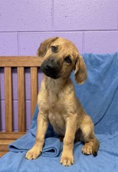 **JACOB** -  Shepherd Dog for Adoption in North Prairie, Wisconsin - **JACOB** | PetCurious