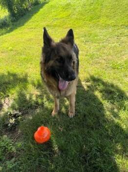 Tonka -  German Shepherd Dog Dog for Adoption in Augusta, West Virginia - Tonka | PetCurious