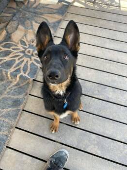Selma -  German Shepherd Dog and Husky Dog for Adoption in Glendale, Arizona - Selma | PetCurious
