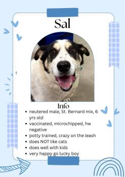 Saint Bernard and Mixed Breed Dogs Available for Adoption - Sal | PetCurious