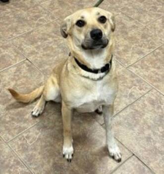 Maggie -  Labrador Retriever and Australian Cattle Dog Blue Heeler Dog for Adoption in Littleton, Colorado - Maggie | PetCurious