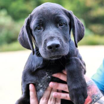 CT Ziggy -  Black Labrador Retriever and Mixed Breed Dog for Adoption in Stormville, New York - CT Ziggy | PetCurious