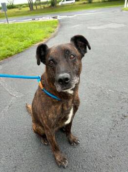 Bear -  Mixed Breed Dog for Adoption in Georgetown, Ohio - Bear | PetCurious