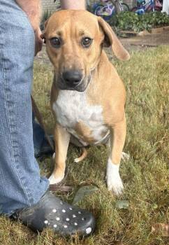 Rescue Beagle and Basset Hound Dogs for Adoption in Princeton, Massachusetts - Tillie | PetCurious
