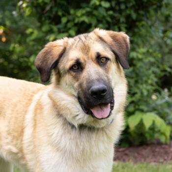 Bruce -  Anatolian Shepherd Dog for Adoption in Minneapolis, Minnesota - Bruce | PetCurious