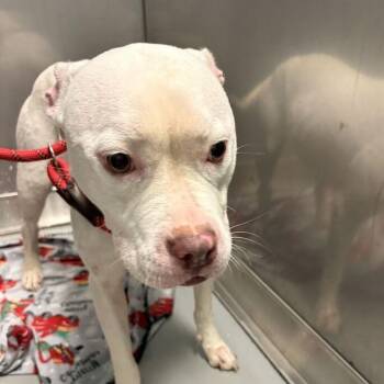 Weesnaw -  Mixed Breed Dog for Adoption in Davenport, Iowa - Weesnaw | PetCurious