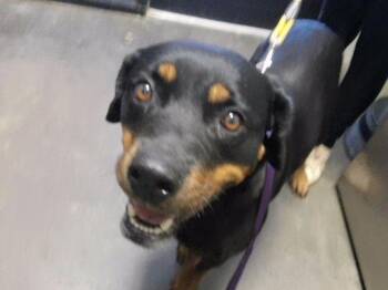 EMBERLYN -  Rottweiler Dog for Adoption in Tulsa, Oklahoma - EMBERLYN | PetCurious