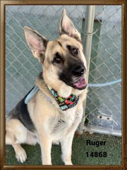 Rescue German Shepherd Dog Dogs for Adoption in Marietta, Georgia - RUGER | PetCurious