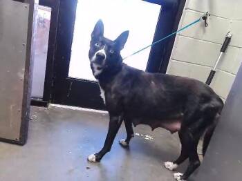 TOFU -  Siberian Husky and Mixed Breed Dog for Adoption in Tulsa, Oklahoma - TOFU | PetCurious