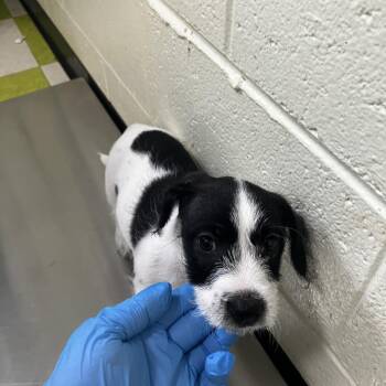 Mixed Breed Dogs Available for Adoption in Volcano, Hawaii - COH-A-67323 | PetCurious