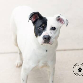 Dice -  Mixed Breed Dog for Adoption in Portland, Oregon - Dice | PetCurious
