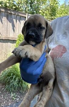 Matcha -  Golden Retriever Dog for Adoption in Bull Valley, Illinois - Matcha | PetCurious