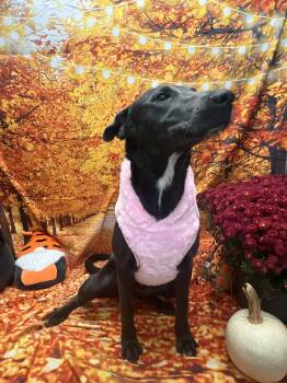 Rescue Pit Bull Terrier Dogs for Adoption in Statesboro, Georgia - Alfina | PetCurious