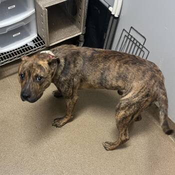 Dude -  Mixed Breed Dog for Adoption in Chattanooga, Tennessee - Dude | PetCurious