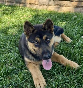 Bear -  German Shepherd Dog Dog for Adoption in Davis, California - Bear | PetCurious