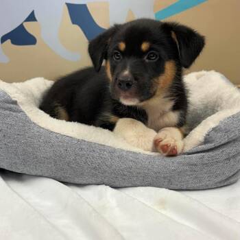Blake -  Mixed Breed Dog for Adoption in Fredericksburg, Virginia - Blake | PetCurious