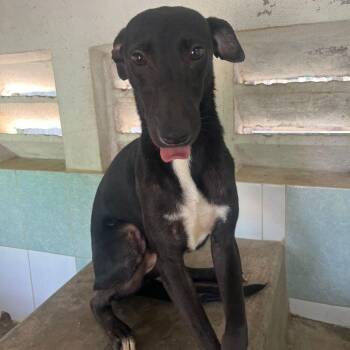 Labrador Retriever and Mixed Breed Dogs Available for Adoption - Chaplin | PetCurious